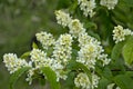 Bird cherry blossoms in springtime