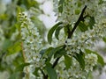 Bird cherry blossoms in springtime