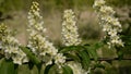 Bird cherry blossoms waving in the wind