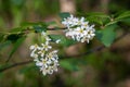 a branch of bird cherry close-up