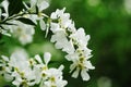 Bird cherry branch