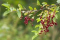 Bird cherry branch with red berries Royalty Free Stock Photo