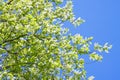 Bird cherry branches in white flowers flowering spring