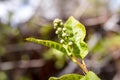 Bird cherry buds on a colorful background