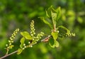 Bird cherry buds on a green background.