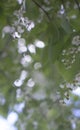 Bird cherry closeup. Bird-cherry tree in spring