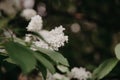 Bird cherry closeup with selective focus and shallow depth of field