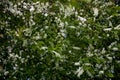 Bird cherry closeup. Bird-cherry tree in spring