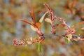 Bird cherry 'Colorata' Royalty Free Stock Photo