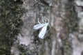 bird cherry ermine (Yponomeuta evonymella) day active moth on tree Royalty Free Stock Photo