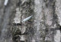 bird cherry ermine (Yponomeuta evonymella) day active moth on tree Royalty Free Stock Photo