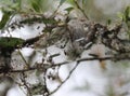 bird cherry ermine (Yponomeuta evonymella) day active moth on tree Royalty Free Stock Photo