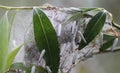 bird cherry ermine (Yponomeuta evonymella) day active moth on tree Royalty Free Stock Photo