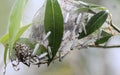 bird cherry ermine (Yponomeuta evonymella) day active moth on tree Royalty Free Stock Photo