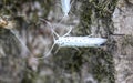 bird cherry ermine (Yponomeuta evonymella) day active moth on tree Royalty Free Stock Photo