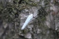 bird cherry ermine (Yponomeuta evonymella) day active moth on tree Royalty Free Stock Photo