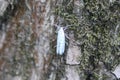 bird cherry ermine (Yponomeuta evonymella) day active moth on tree Royalty Free Stock Photo