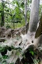 Bird-cherry ermine, Yponomeuta evonymella Royalty Free Stock Photo