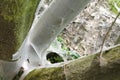 Bird-cherry ermine, Yponomeuta evonymella Royalty Free Stock Photo