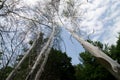 Bird-cherry ermine, Yponomeuta evonymella Royalty Free Stock Photo