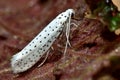 Bird-cherry ermine (Yponomeuta evonymella)