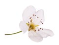 Bird cherry flower isolated. Macro