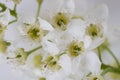 Bird cherry flower isolated on white background. Horizontal macro shot. Spring tree blooming Royalty Free Stock Photo