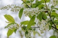 Bird cherry flowering in the spring forest in windy weather