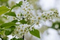 Bird cherry flowering in the spring forest in windy weather