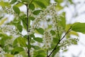 Bird cherry flowering in the spring forest in windy weather