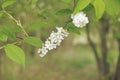 Bird cherry flowering in the spring forest in windy weather