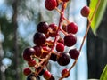 Bird cherry fruit, red-black in color, before fully ripe