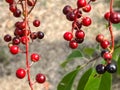 Bird cherry fruit, red-black in color, before fully ripe