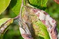 Bird cherry moth on green branches. Leaves withered, curled up and covered with cobwebs. Diseases of berry trees Royalty Free Stock Photo