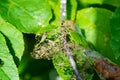 Bird cherry moth on green branches. Leaves withered, curled up and covered with cobwebs. Diseases of berry trees Royalty Free Stock Photo