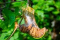 Bird cherry moth on green branches. Leaves withered, curled up and covered with cobwebs. Diseases of berry trees Royalty Free Stock Photo