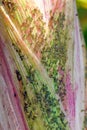 The Bird cherry-oat aphid Rhopalosiphum padi is an aphid in the superfamily Aphidoidea in the order Hemiptera pest of maize and