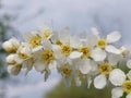 Bird cherry (Prunus padus) Royalty Free Stock Photo