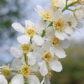 Bird cherry (Prunus padus) Royalty Free Stock Photo