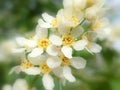 Bird cherry (Prunus padus) Royalty Free Stock Photo