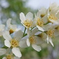 Bird cherry (Prunus padus) Royalty Free Stock Photo