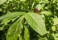 Bird cherry seedling with Brown Argus butterfly