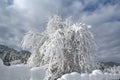 Bird cherry in a snow