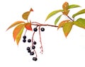 Bird cherry tree Royalty Free Stock Photo