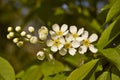 Bird cherry tree