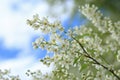 Bird-cherry tree aganst blue sky Royalty Free Stock Photo