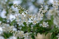 Bird cherry tree blooms in spring Royalty Free Stock Photo