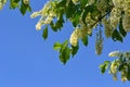 Bird cherry tree Royalty Free Stock Photo