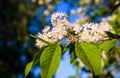 Bird cherry tree blossom close up Royalty Free Stock Photo