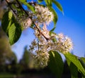 Bird cherry tree blossom close up Royalty Free Stock Photo